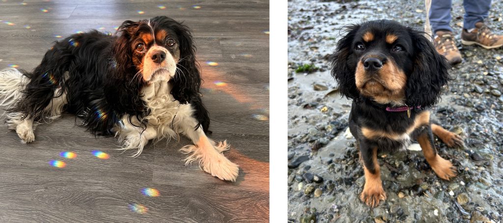 pic of 2 cavalier king charles spaniels
